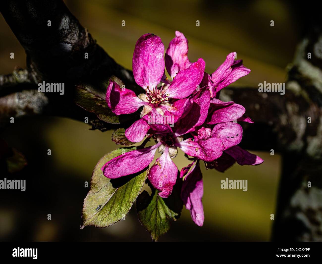 Crabapple (Malus) blossom, Southampton, England. Stock Photo
