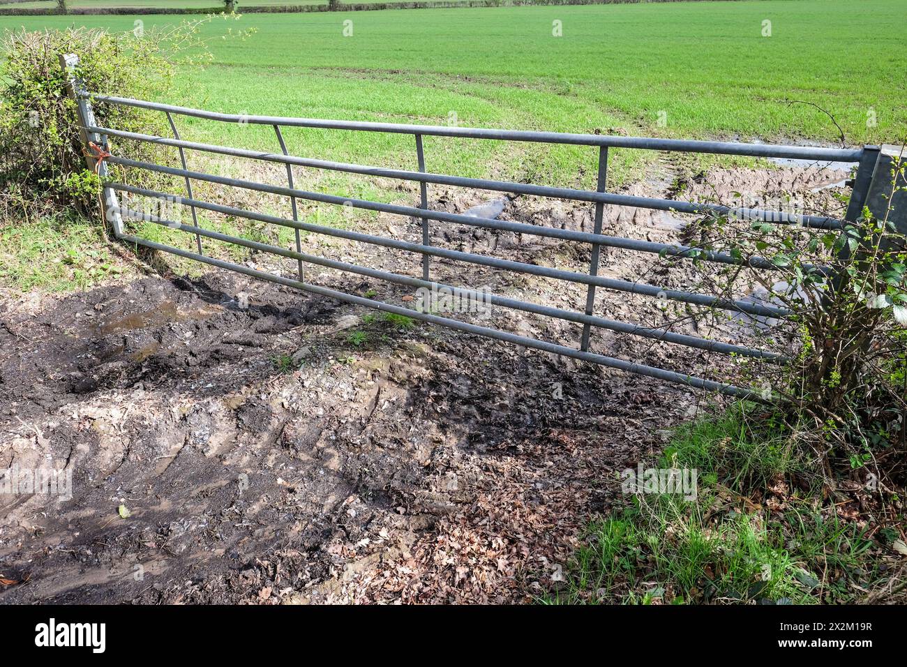 muddy entrance to a farmers field april 2024 Stock Photo