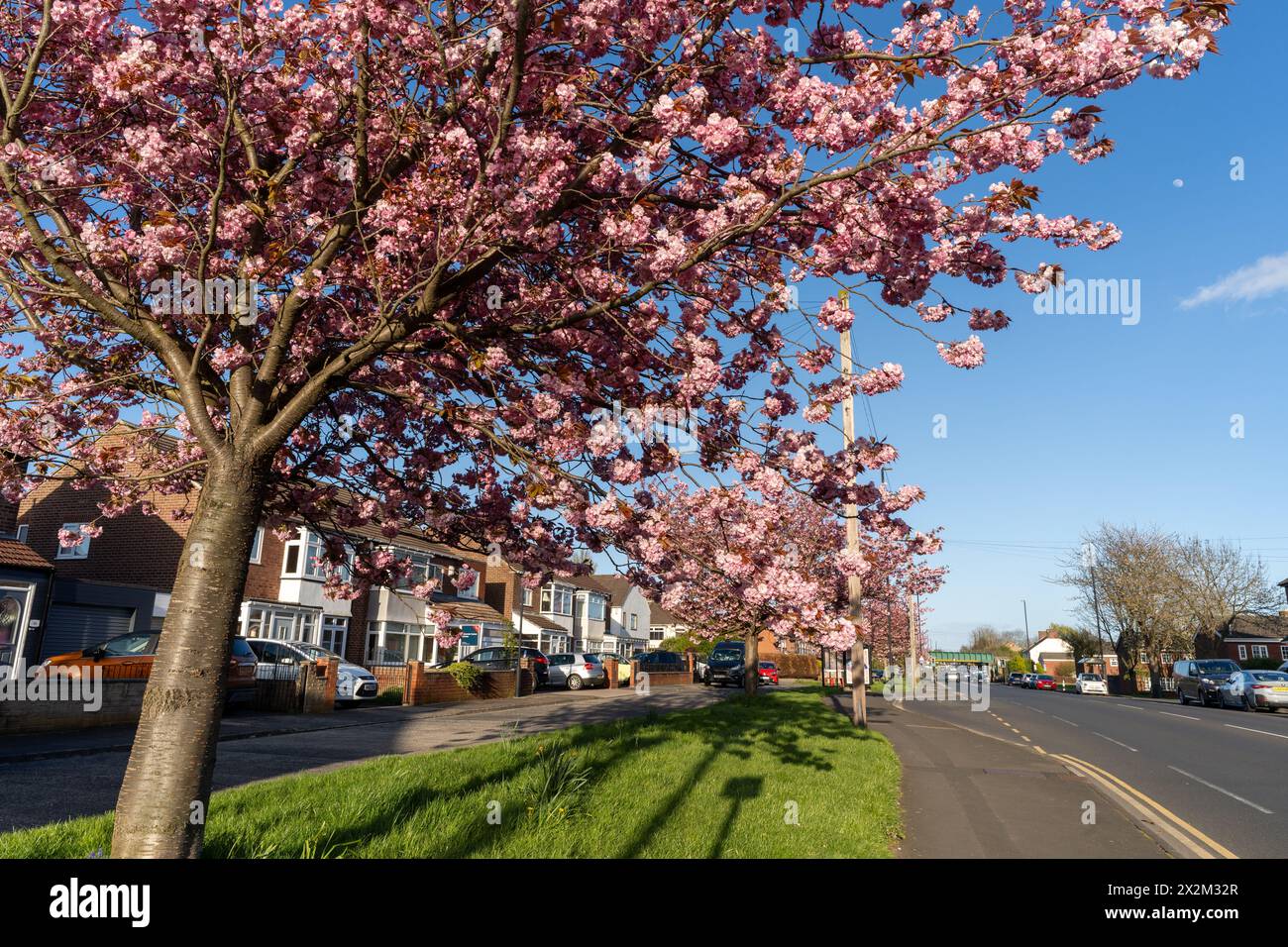 Pink cherry blossom flowers on a roadside tree in West Moor, North Tyneside, UK in Spring Stock Photo
