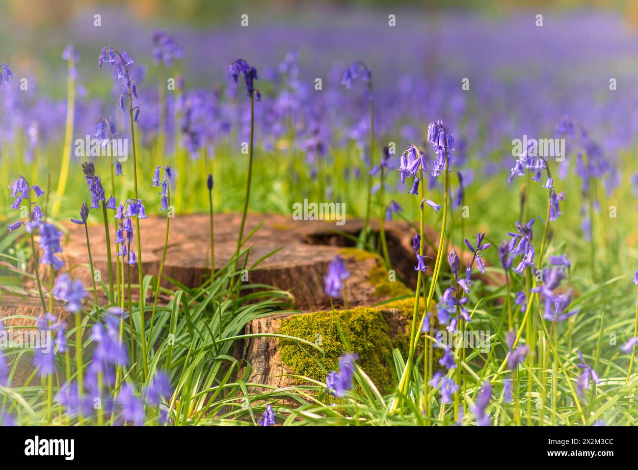Spring UK and bluebells growing around a tree trunk in woodland outside Henley. UK Stock Photo