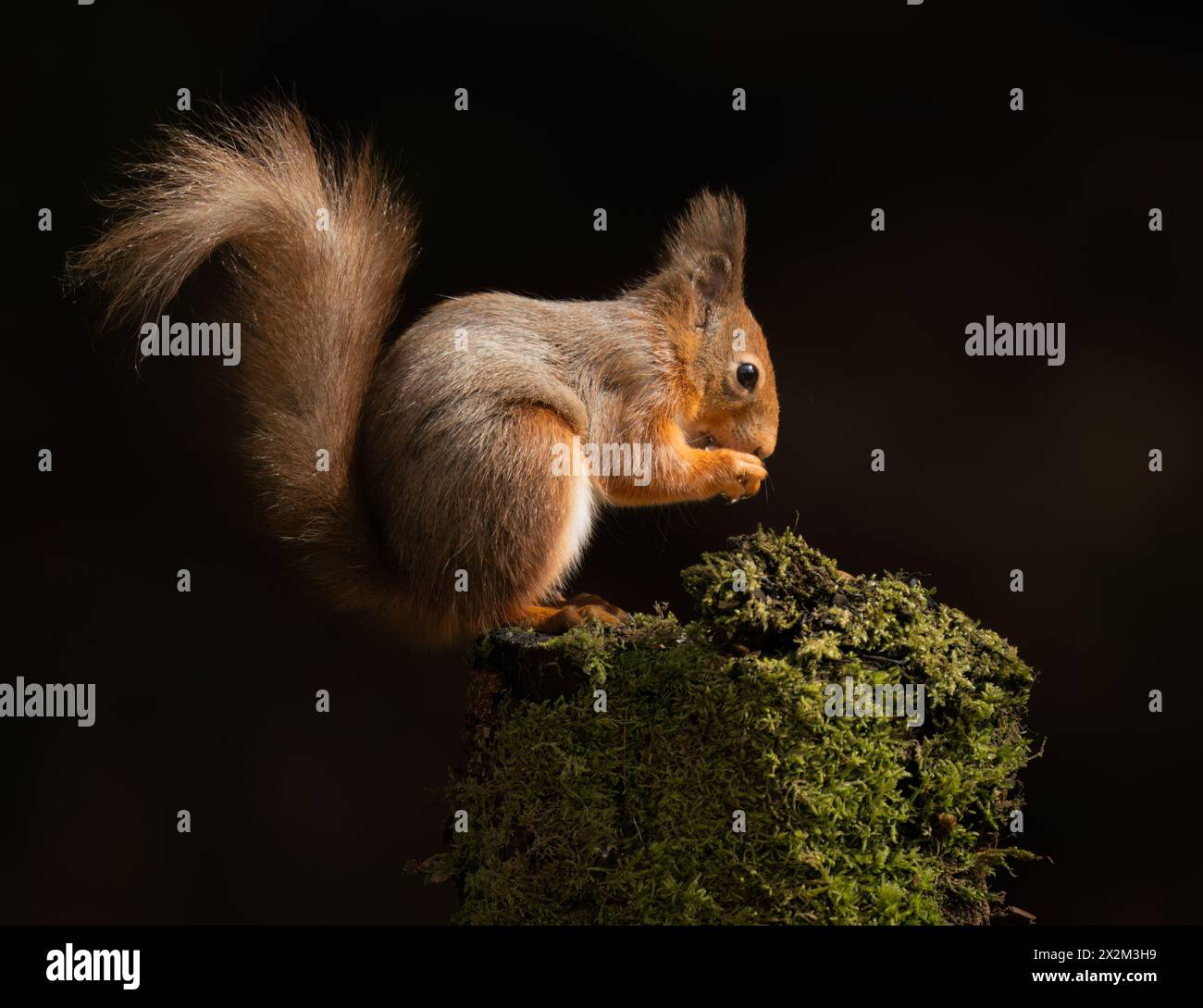 A wild Red squirrel (Sciurus vulgaris) feeding, Cumbria Stock Photo