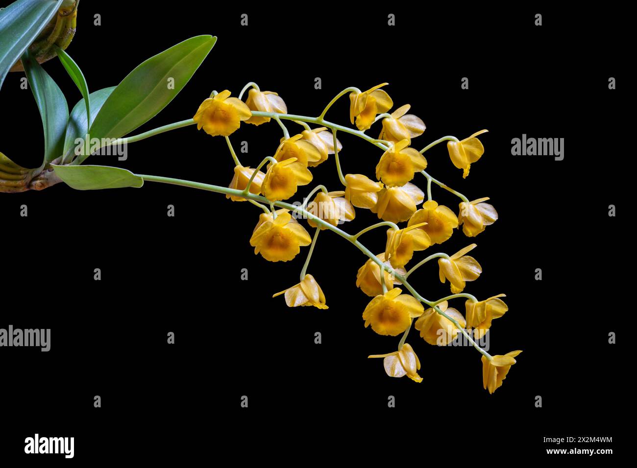 Closeup view of epiphytic orchid species dendrobium chrysotoxum blooming with bright yellow orange cluster of flowers isolated on black background Stock Photo