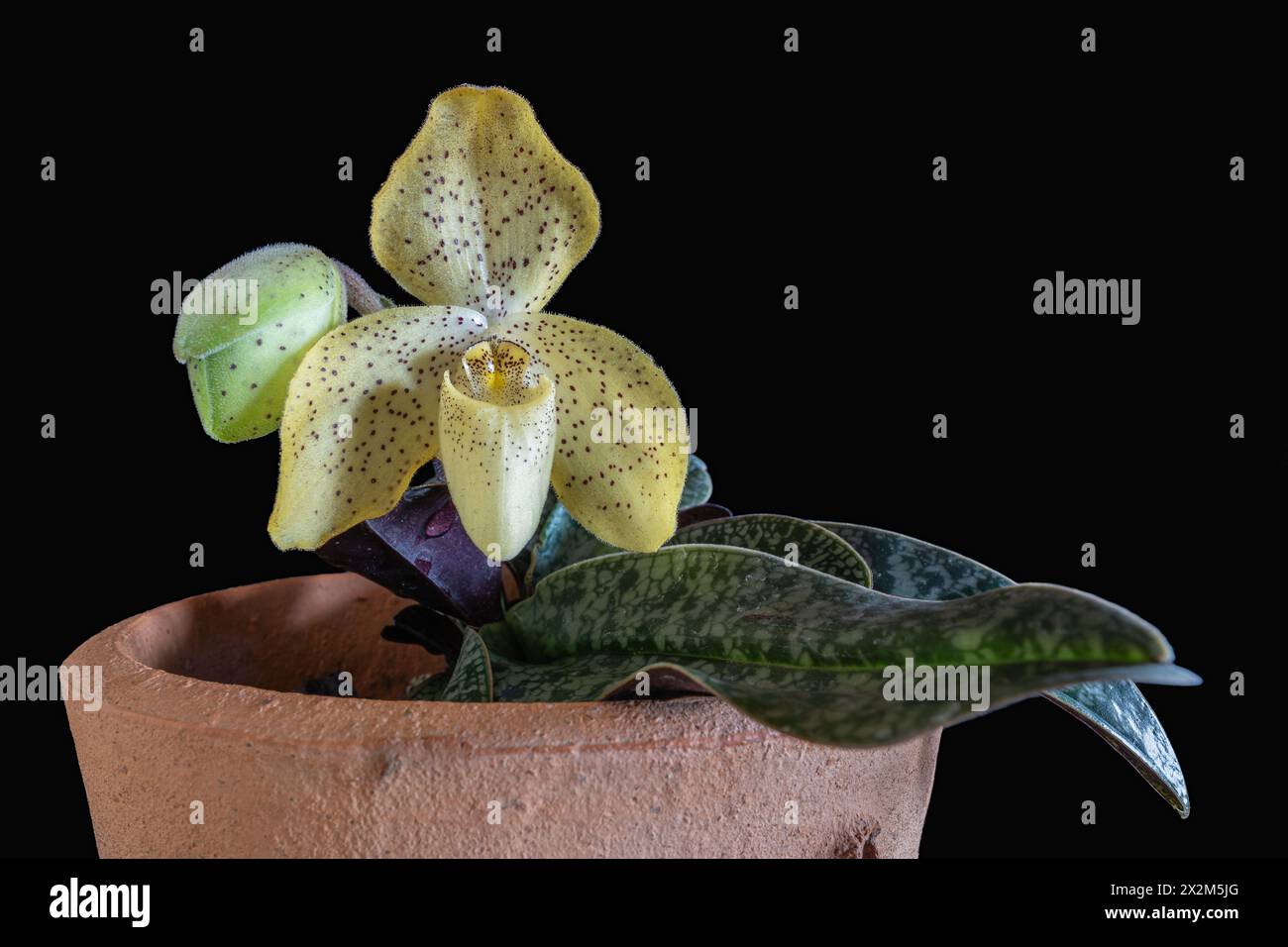Closeup view of potted lady slipper orchid species paphiopedilum concolor with speckled yellow flower and bud isolated on black background Stock Photo