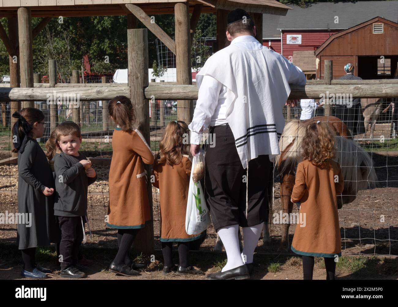 During Succos when it's mandated to have fun, a hasidic man and several children feed the animals at a Farm in Mosey, New York. Stock Photo