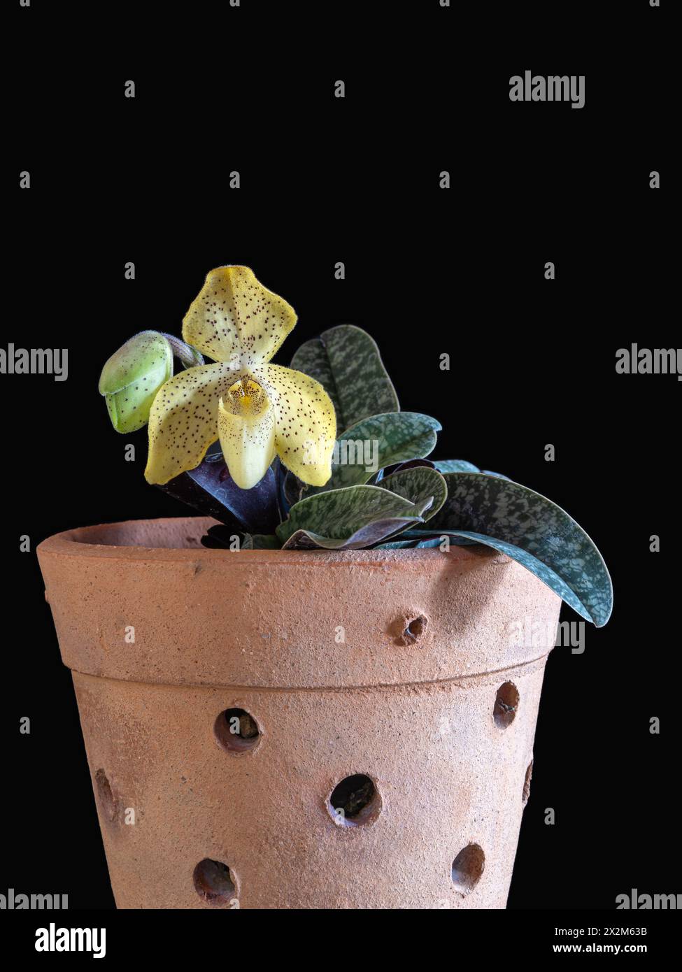 Closeup vertical view of potted lady slipper orchid species paphiopedilum concolor with speckled yellow flower and bud isolated on black background Stock Photo