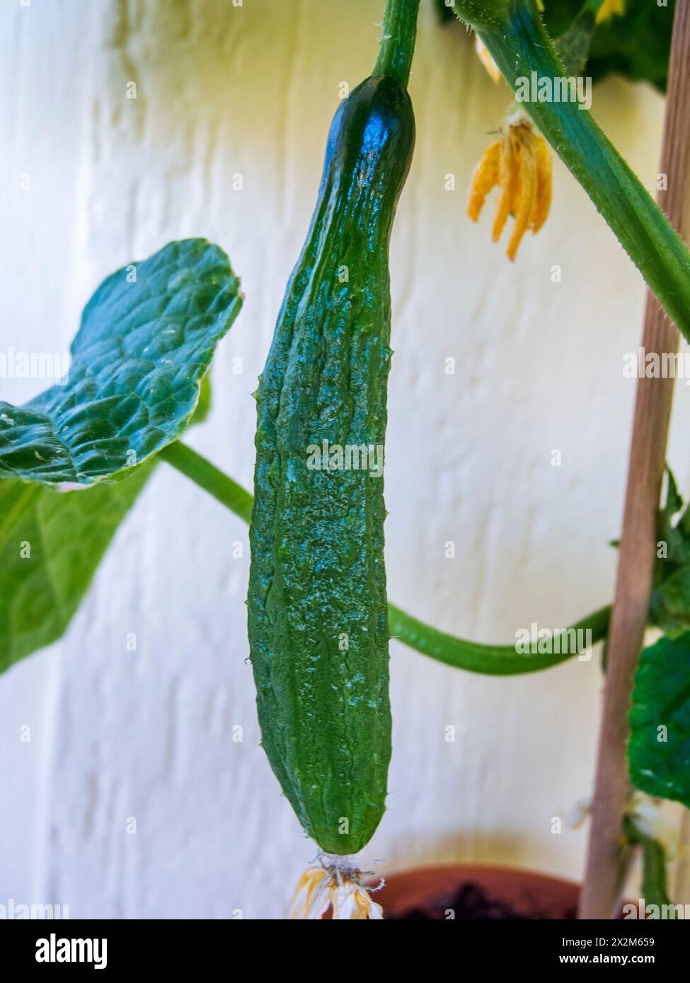 Nahansicht einer mittelreifen Schlangensalatgurke mit vertrockneter Blüte am Stängel einer Topfpflanze. Stock Photo