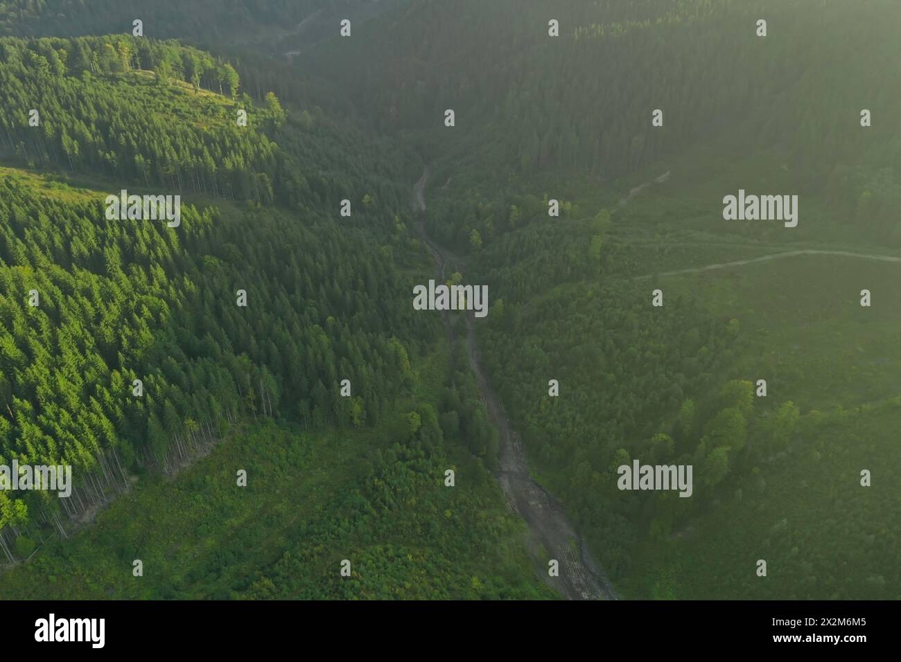 Aerial view of green trees and road in mountains on sunny day. Drone ...