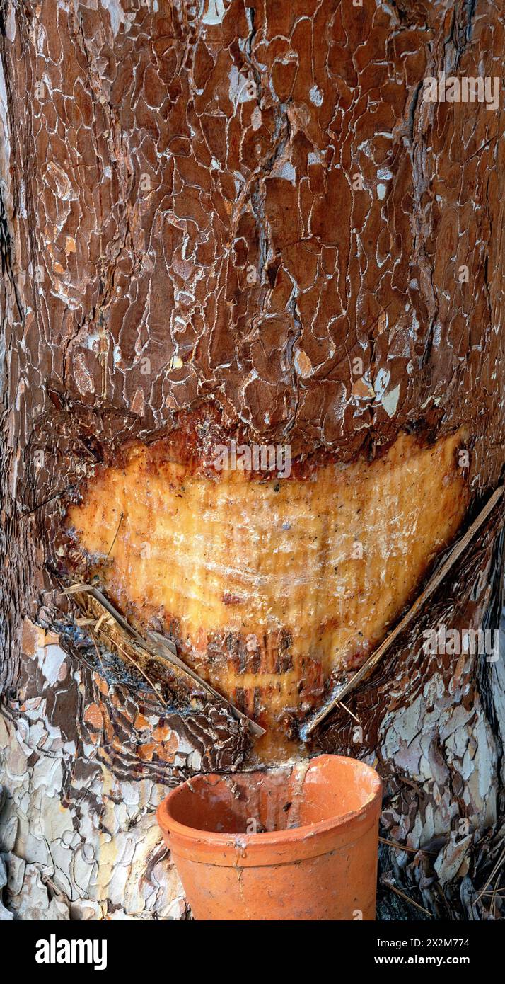 resin streaming in a collecting vessel out of a trunk of a black pine with notch in Bath Voeslau, Austria Stock Photo