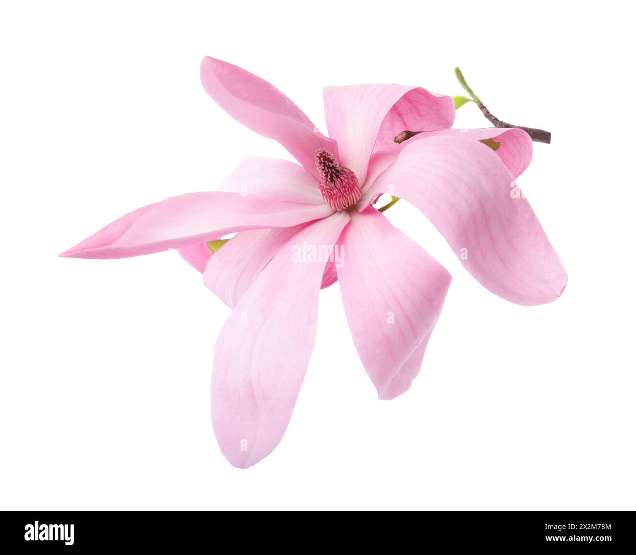Beautiful pink magnolia flower isolated on white Stock Photo - Alamy