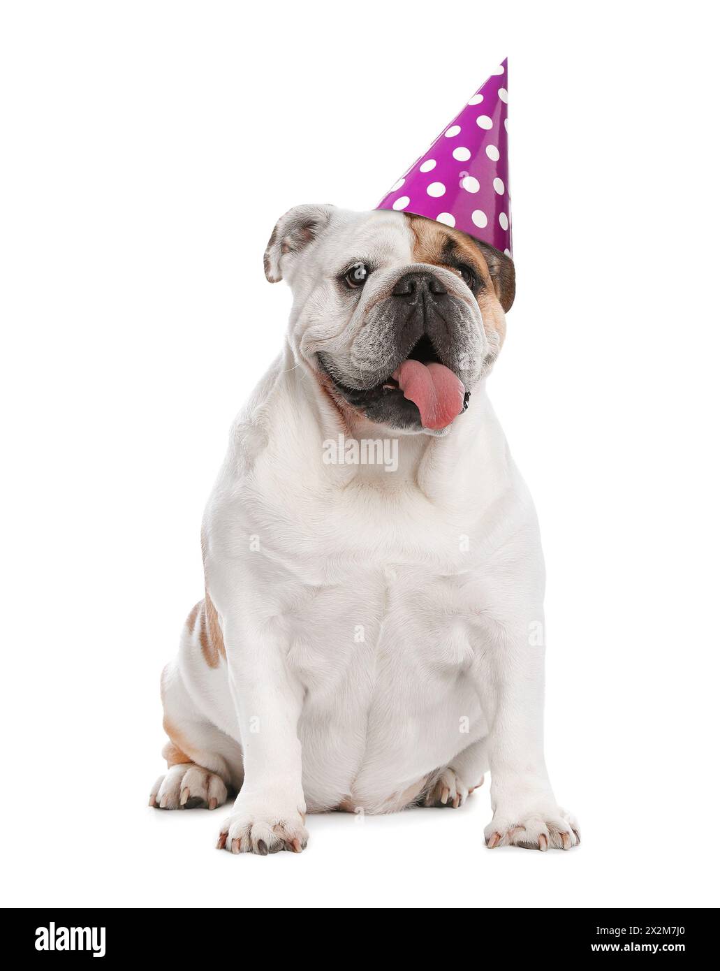 Cute dog with party hat on white background Stock Photo - Alamy