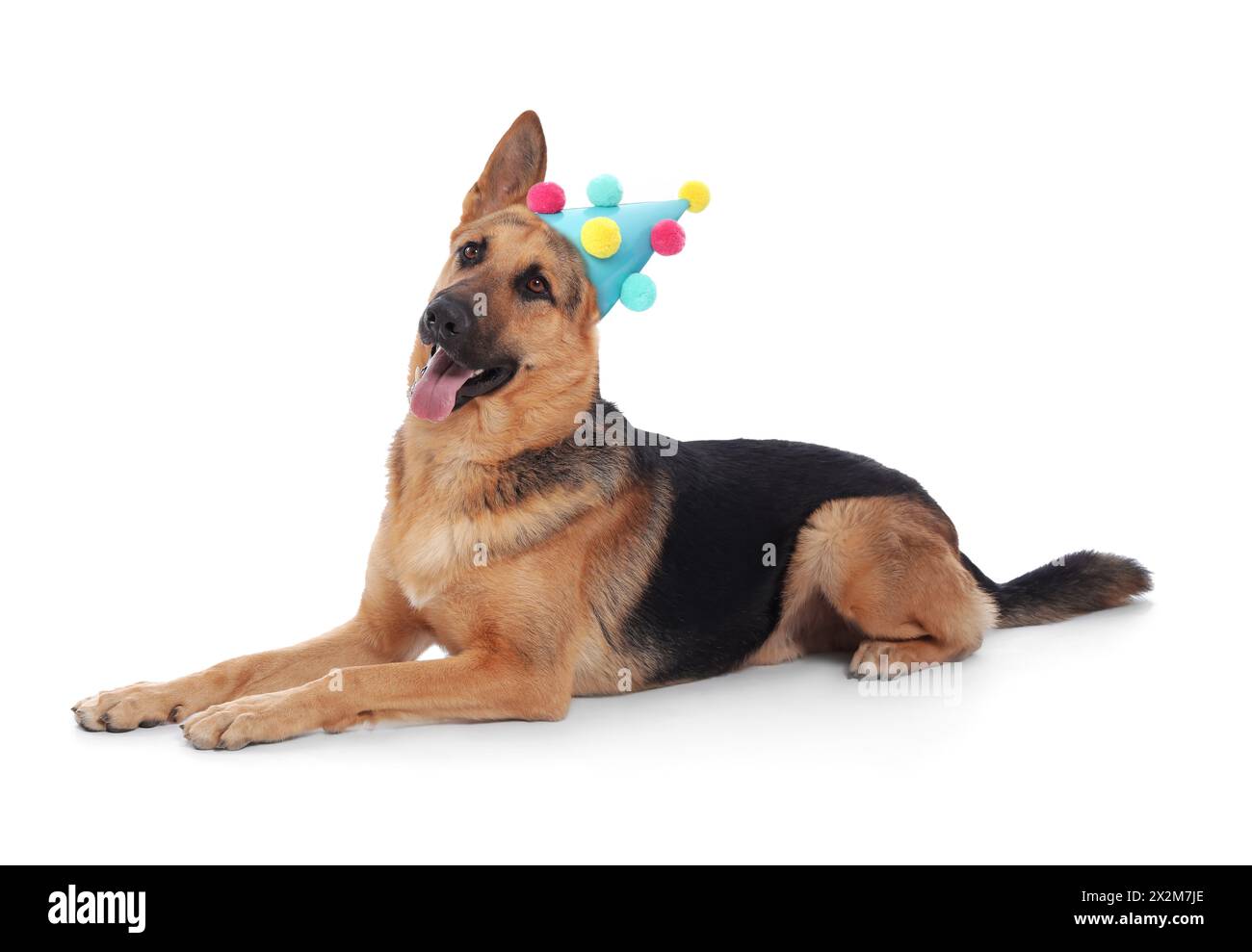Cute dog with party hat on white background Stock Photo - Alamy