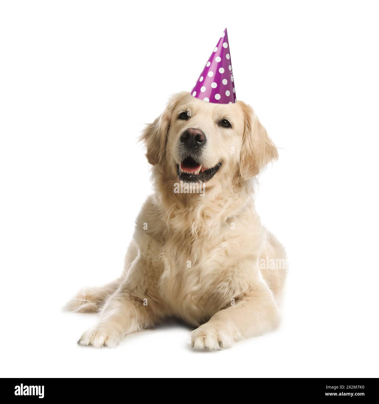 Cute dog with party hat on white background Stock Photo - Alamy