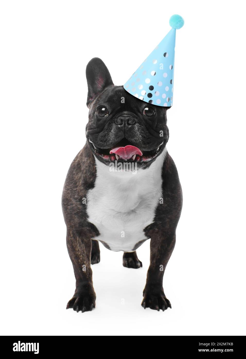 Cute dog with party hat on white background Stock Photo - Alamy