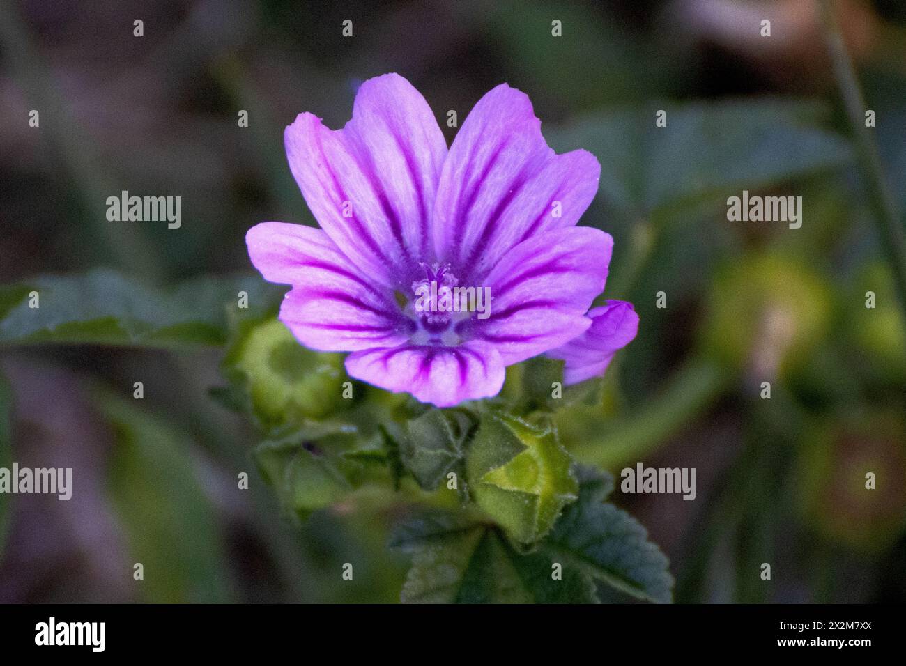 Delicate structure of stamens hi-res stock photography and images - Alamy