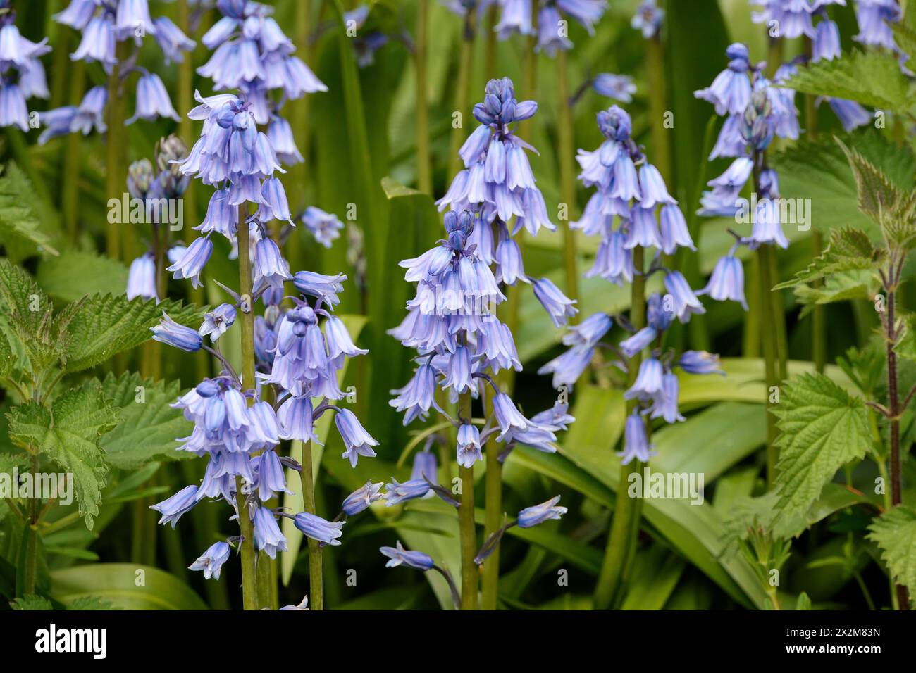 Spanish bluebells hyacinthoides hispanica,  pale blue purple conical bell shaped flowers spread with open tips grows all around upright stem no scent Stock Photo
