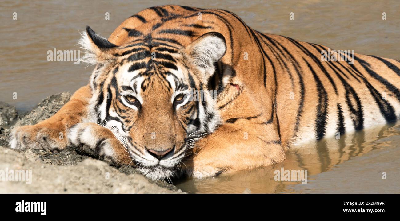 Moods of a Wounded Tiger Stock Photo