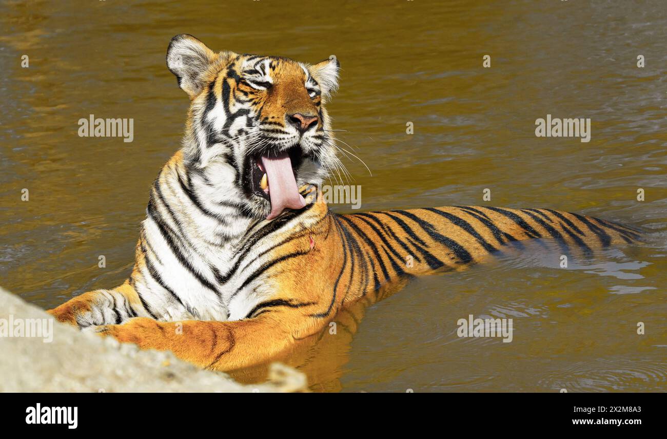 Moods of a Wounded Tiger Stock Photo