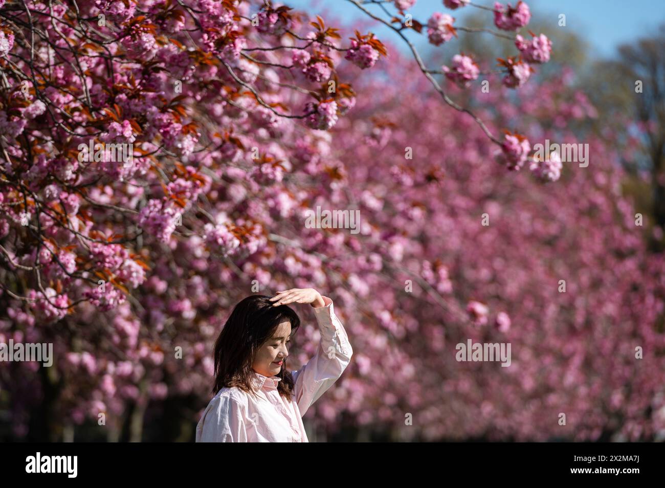 Edinburgh, Scotland, UK. 23 April, 2024. Spring time scenes from ...
