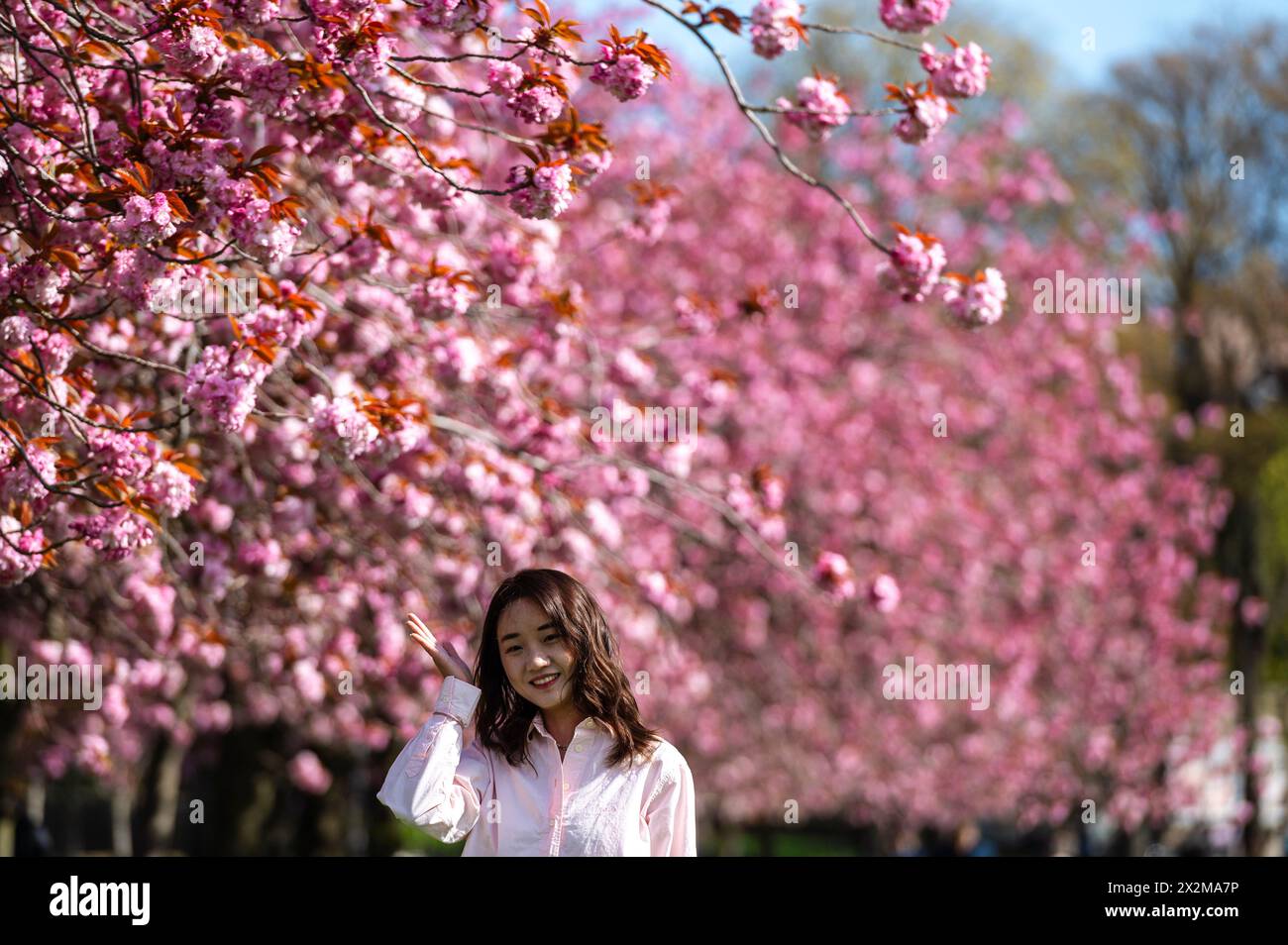 Edinburgh, Scotland, UK. 23 April, 2024. Spring time scenes from ...