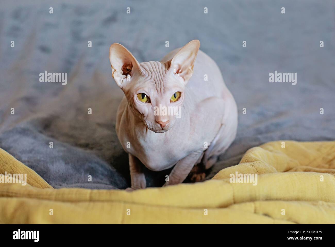 Spinx Treecat Sphinx cat rest hi-res stock photography and images - Alamy
