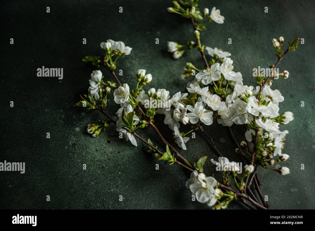 A beautiful arrangement of cherry blossom branches laid on a dark surface, perfect for a spring-themed table setting Stock Photo