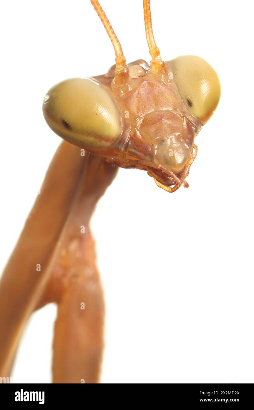 A detailed close-up of a praying mantis, Mantis religiosa, with focus on its distinctive head and large, compound eyes, isolated on a white background Stock Photo
