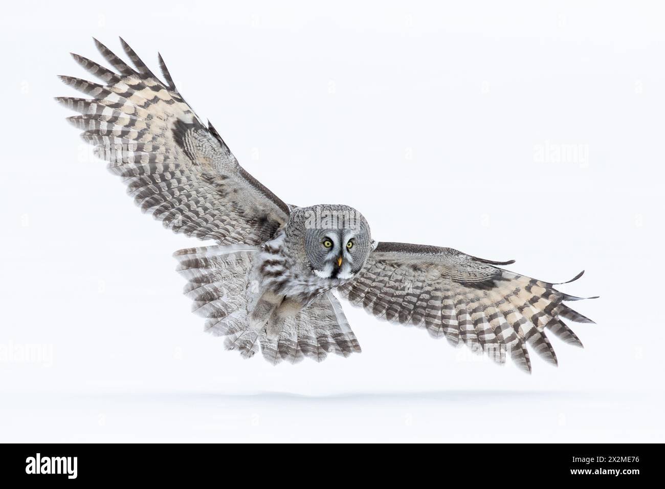 A stunning grey owl spreads its wings wide in mid-flight, showcasing ...