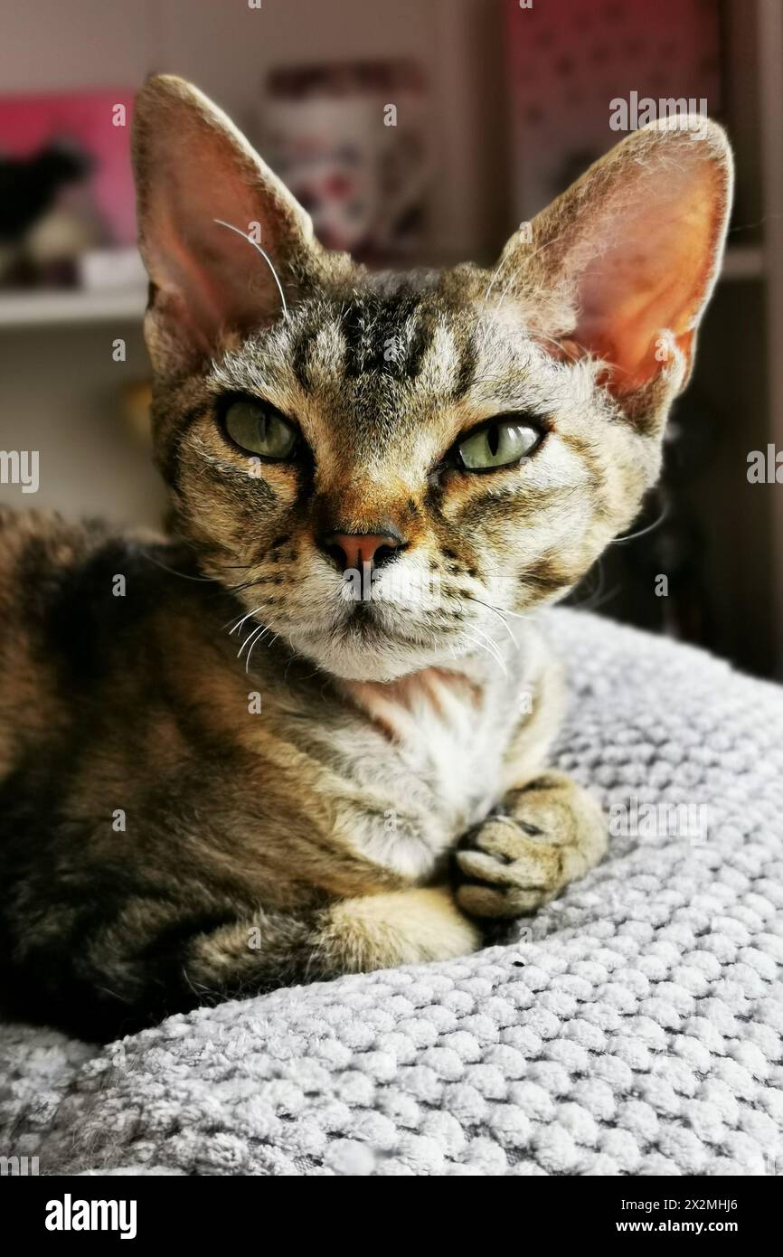 devon rex cat is resting at her home Stock Photo