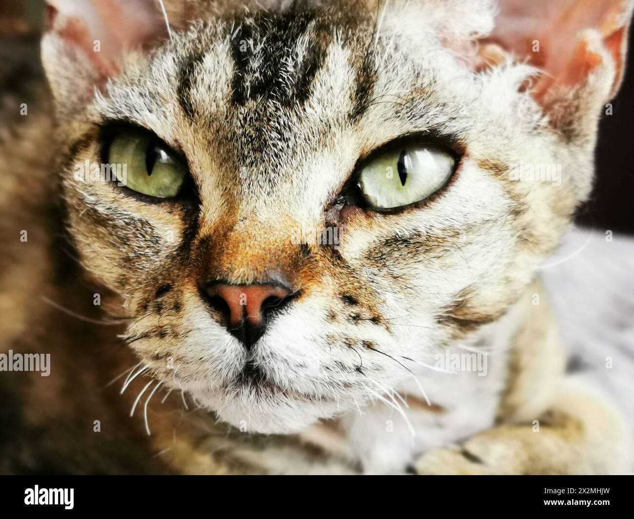 devon rex cat is resting at her home Stock Photo