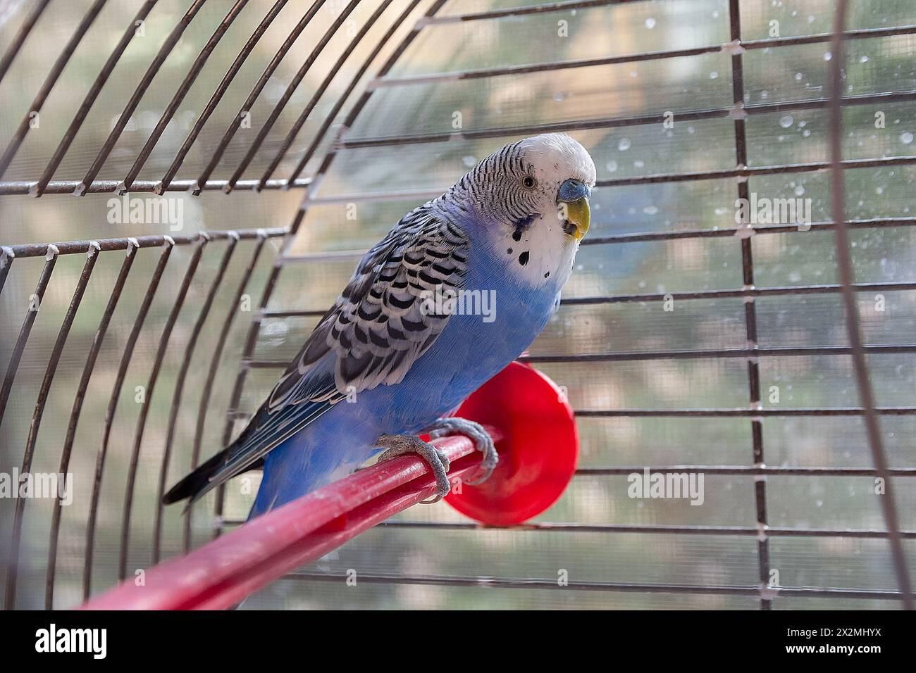 Image showcasing Home parrot in bird cage hi-res stock photography and images - Alamy