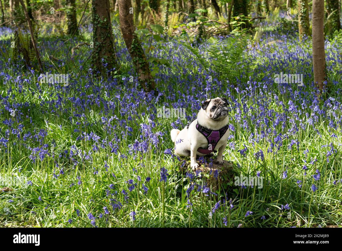 Tehidy country park, Redruth, Cornwall, UK. 23rd April 2024. UK Weather. Dennis the pug out for a walk in the woodland at Tehidy on the north cornwall coast, with bluebells in flower. . Credit Simon Maycock / Alamy Live News. Stock Photo