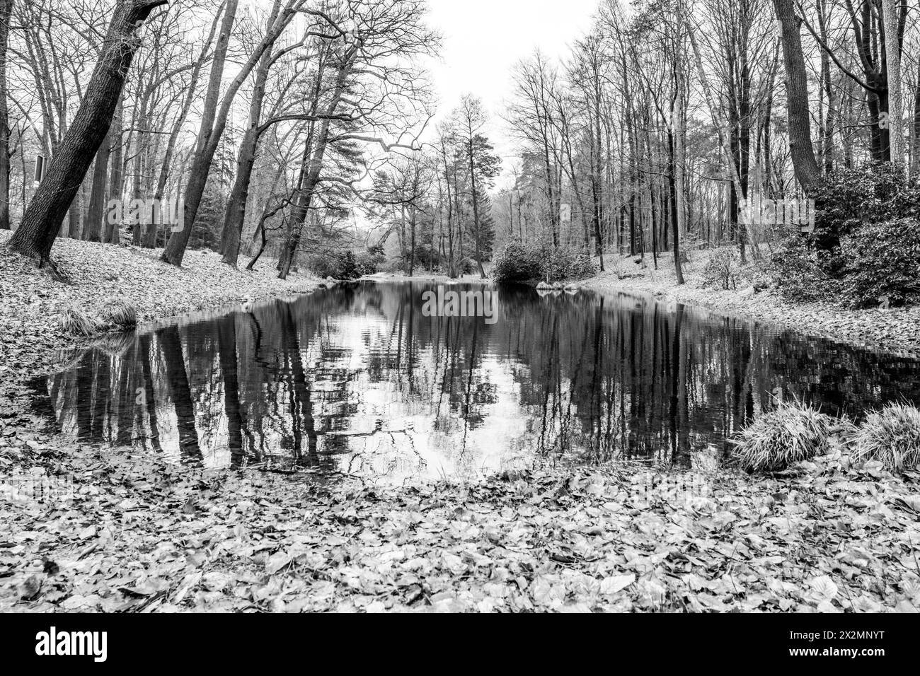 A serene pond reflects the trees of Rhododendron Park in Kromlau, Germany, with a carpet of fallen leaves adding to the autumn ambiance. Black and white image. Stock Photo