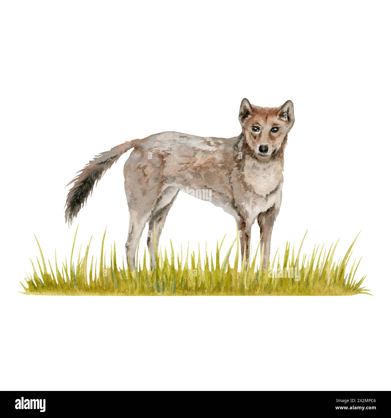 Dingo wild dog on a strip of grass composition. Watercolor illustration isolated on white background. Hand drawn Australian animal for cards designs Stock Photo