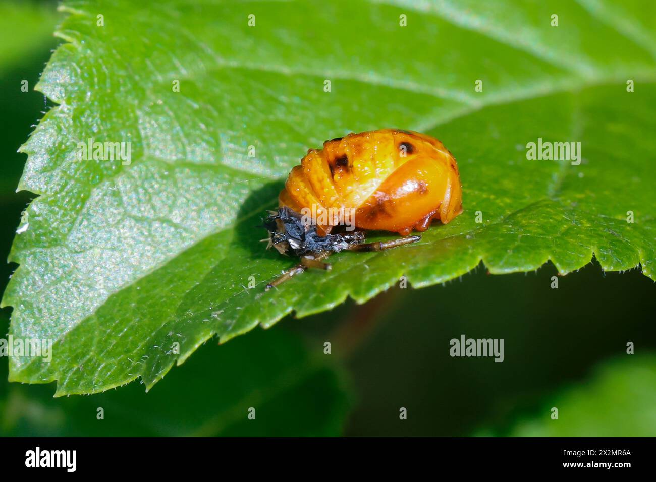 Asiatischer Marienkäfer, Harlekin, Vielfarbiger Marienkäfer, Harlekin-Marienkäfer, Puppe, Harmonia axyridis, Asian lady beetle, Harlequin lady beetle, Stock Photo