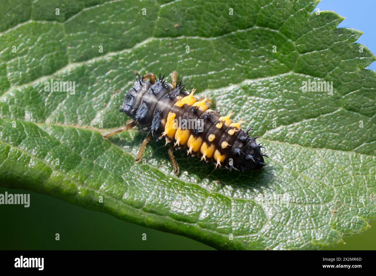 Asiatischer Marienkäfer, Harlekin, Vielfarbiger Marienkäfer, Harlekin-Marienkäfer, Larve, Käferlarve, Harmonia axyridis, Asian lady beetle, Harlequin Stock Photo