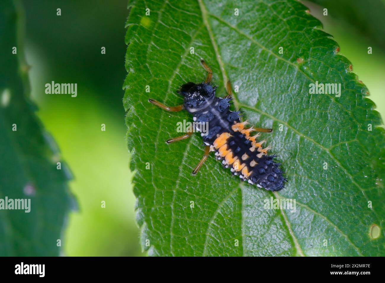 Asiatischer Marienkäfer, Harlekin, Vielfarbiger Marienkäfer, Harlekin-Marienkäfer, Larve, Käferlarve, Harmonia axyridis, Asian lady beetle, Harlequin Stock Photo