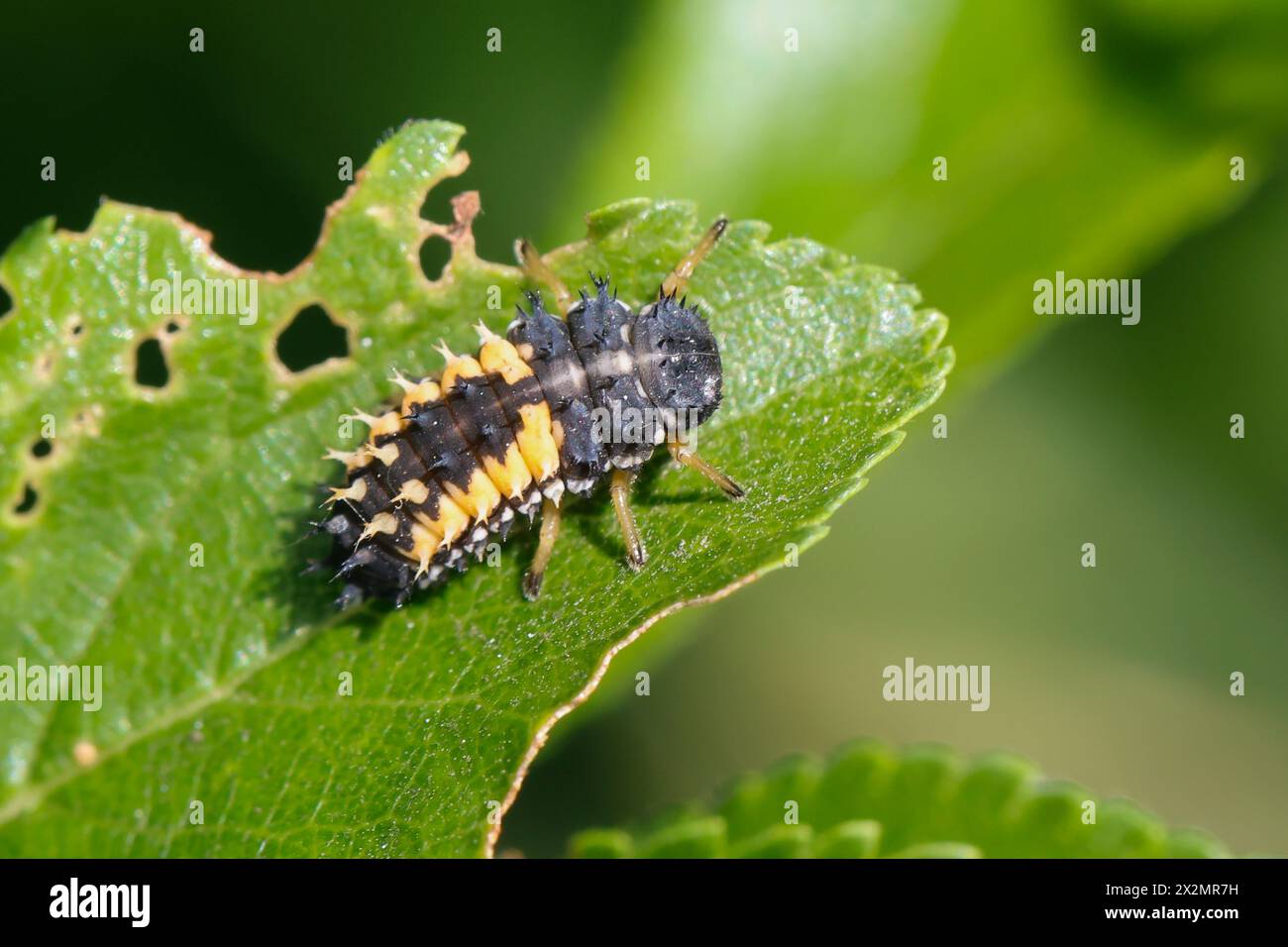 Asiatischer Marienkäfer, Harlekin, Vielfarbiger Marienkäfer, Harlekin-Marienkäfer, Larve, Käferlarve, Harmonia axyridis, Asian lady beetle, Harlequin Stock Photo