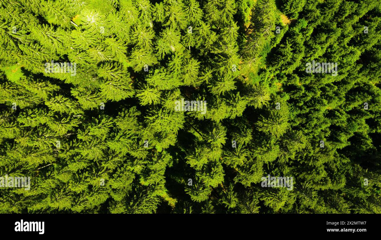 Blick auf die Baumkronen der Tannen im Südschwarzwald. (Schluchsee, Deutschland, 18.06.2022) Stock Photo