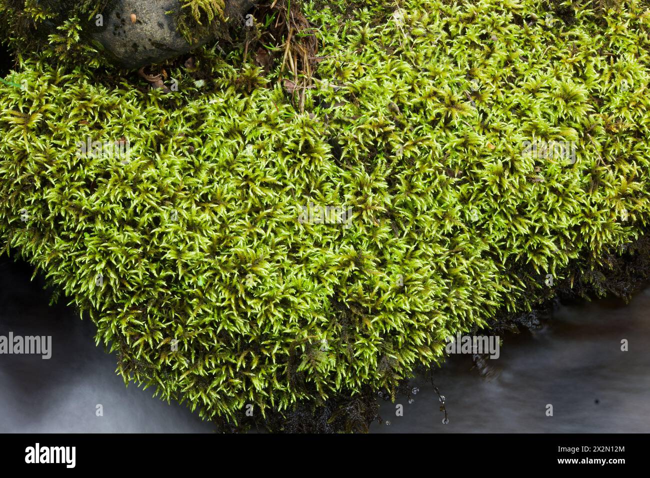 Brachythecium rivulare (River Feather-moss) grows on rocks and boulders that are sometimes submerged. It is found throughout the world. Stock Photo