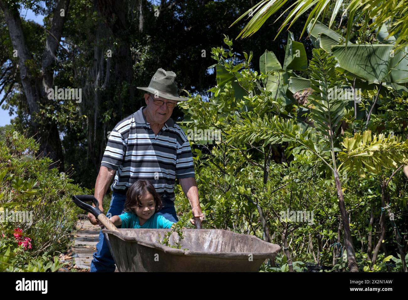 Hispanic grandfather planting hi-res stock photography and images - Alamy