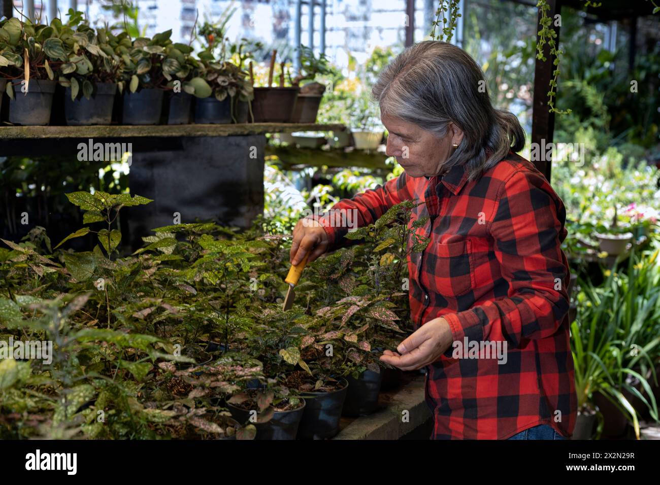 Latin American elderly woman working in her nursery. Concept Gardening, retired, hobbies and leisure. Stock Photo