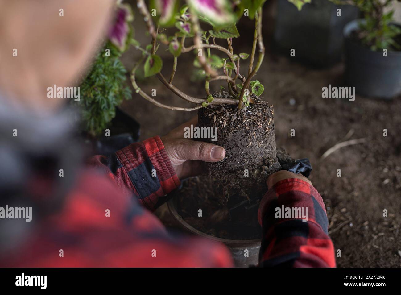 Unrecognizable Latin American elderly woman in straw hat transplanting a bush in her garden. Concept Gardening, retired, hobbies and leisure. Stock Photo