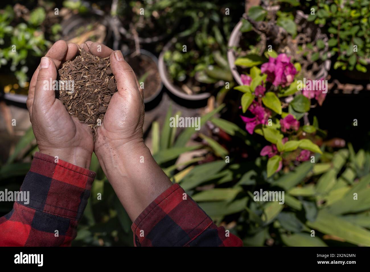 Hands of unrecognizable Latin American elderly woman holding in composted soil. Concept Gardening, retired, hobbies and leisure. Stock Photo