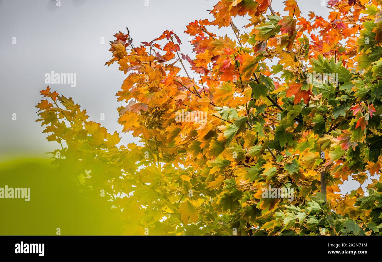 Auf dem Gelände des Forschungszentrum in Garching im Freistaat Bayern werden die schönen Herbstfarben an den Blättern der Bäume sichtbar. (Garching b. Stock Photo