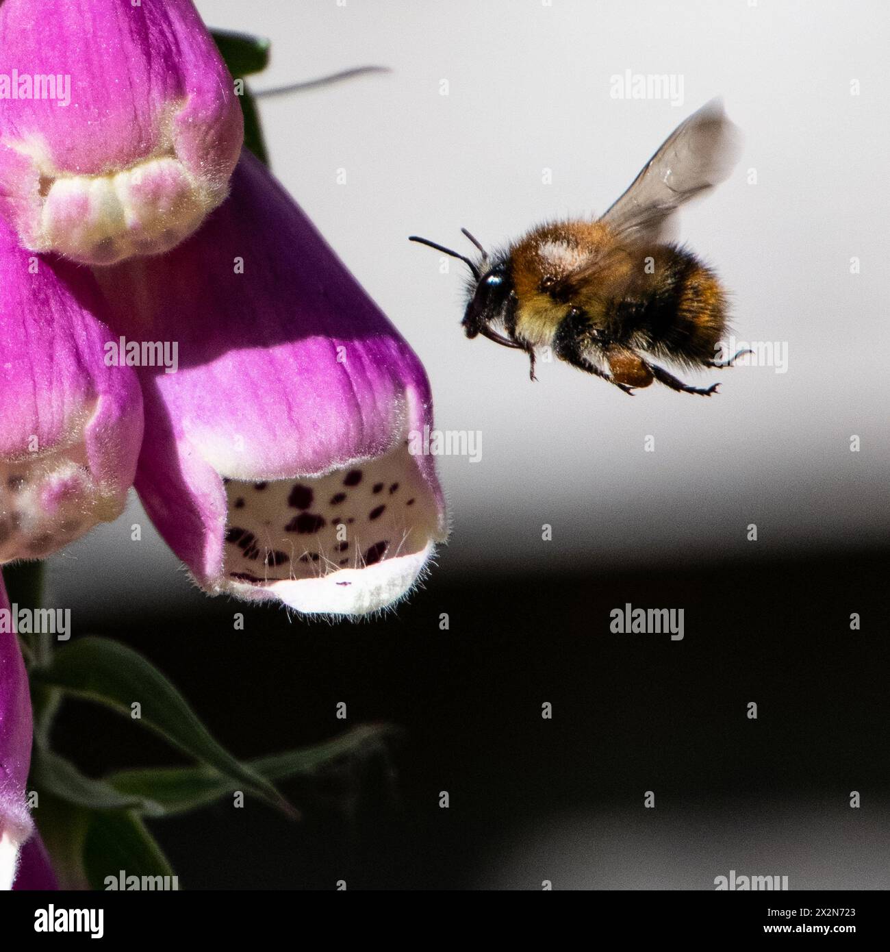 Honey bee seen next to a foxglove flower of which the leaves are poisonous to humans and may be fatal if ingested. Stock Photo