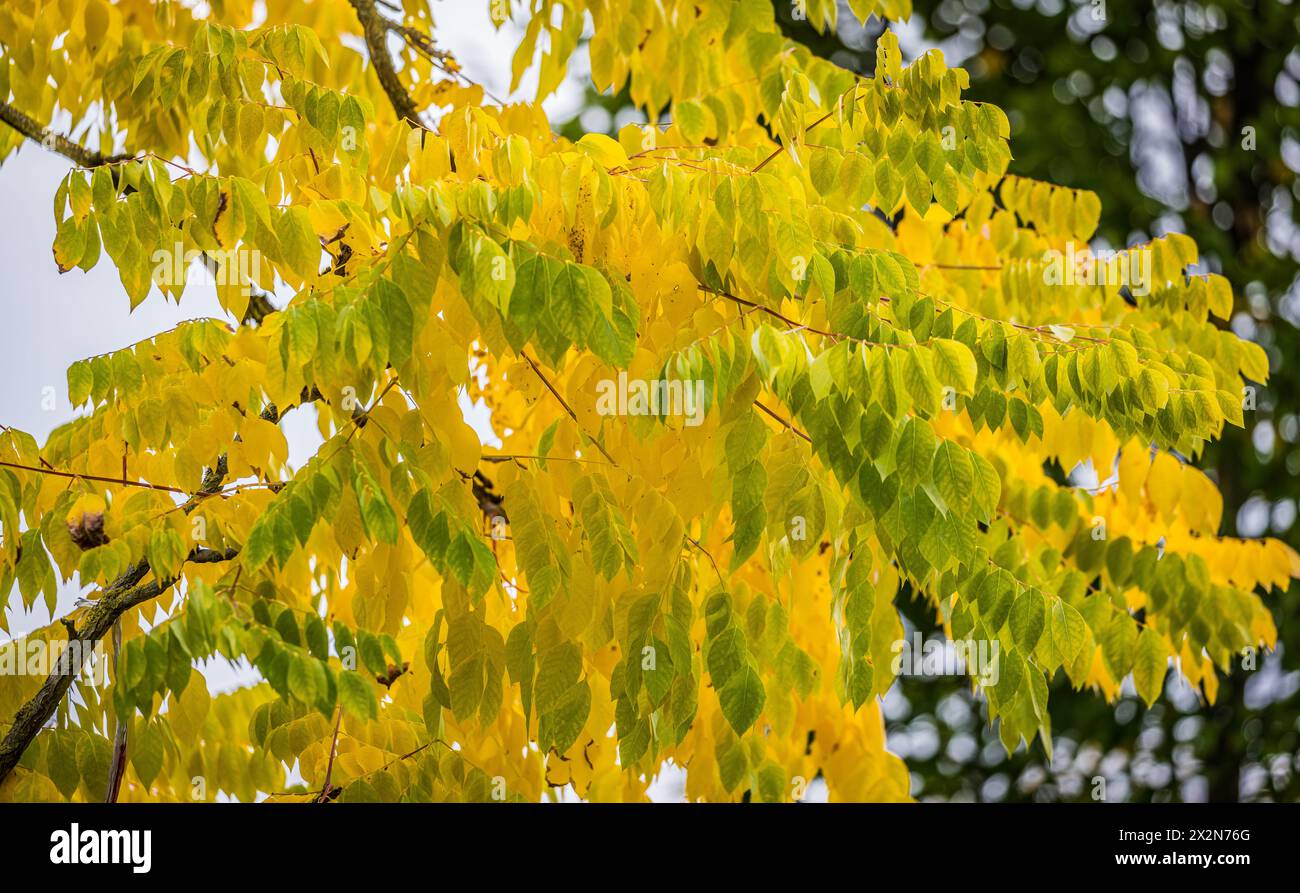 Auf dem Gelände des Forschungszentrum in Garching im Freistaat Bayern werden die schönen Herbstfarben an den Blättern der Bäume sichtbar. (Garching b. Stock Photo