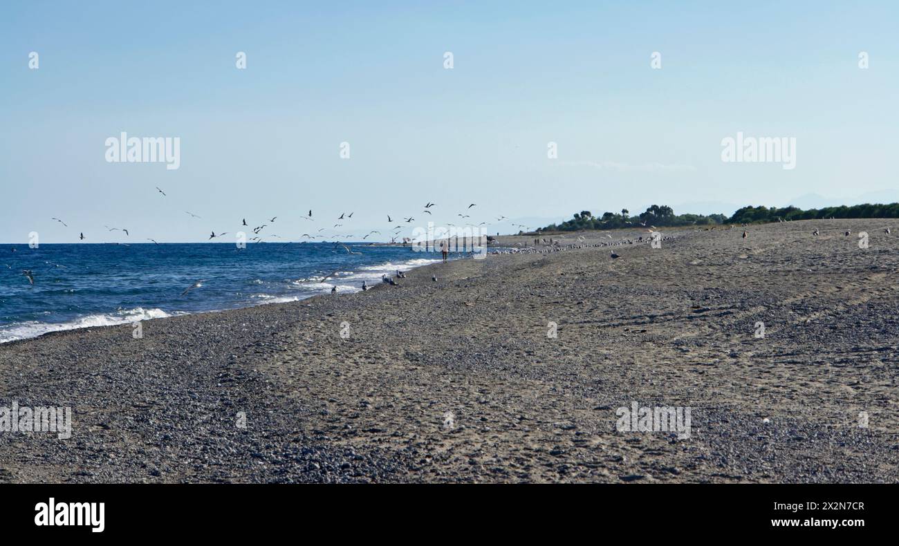 ITALY, Calabria, Ionian sea coast, seagulls on the beach, near Reggio ...