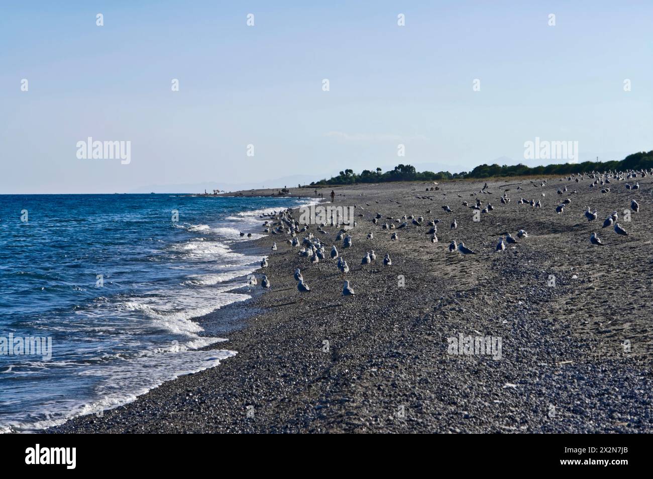ITALY, Calabria, Ionian sea coast, seagulls on the beach, near Reggio ...