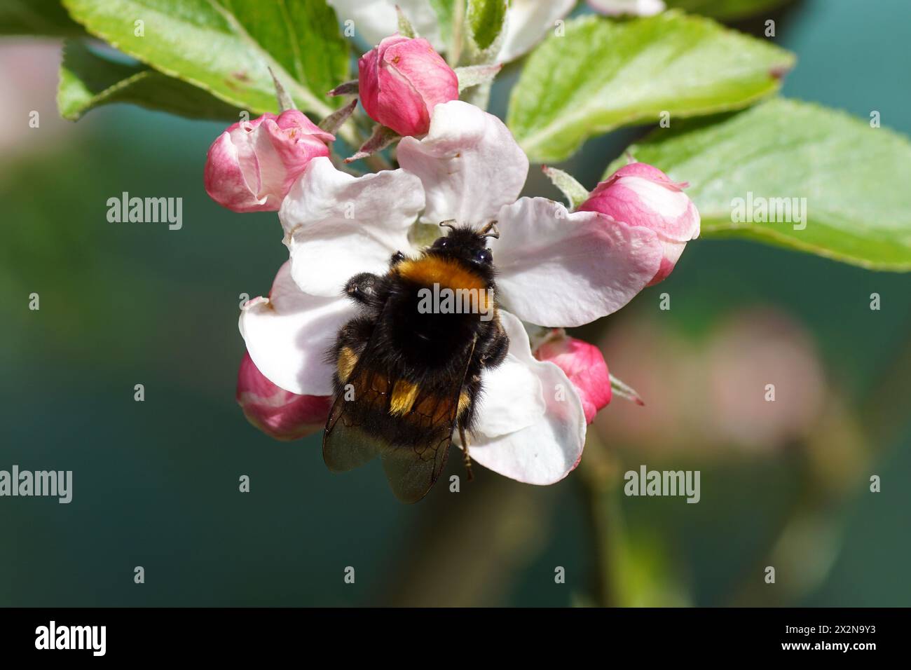 Bumblebee species in the Bombus terrestris-complex on white flower with buds of the apple tree. Spring, Netherlands April Stock Photo
