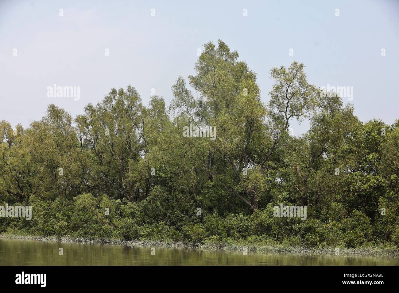 Khulna, Bangladesh - April 13, 2024: The Sundorbons is the largest mangrove forest in the world. A UNESCO world heritage site and wildlife sanctuary a Stock Photo